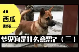 梦见狗是什么意思？做梦梦到狗好不好？（三）视频封面