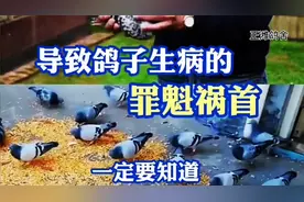 导致鸽子生病的罪魁祸首，你一定要知道