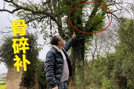 寄生在古树上的毛姜叫“骨碎补”，它的作用厉害了，看看长啥样？视频封面