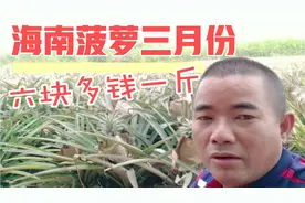 台湾凤梨不来大陆，往年一两块钱一斤的海南菠萝，地里收购六块多视频封面