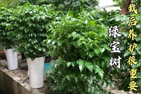 为什么你栽的绿宝树老是养不活，盆栽老板给你分享，栽后养护细节
