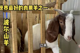 四川小伙花了5000块买的波尔山羊，现在养了五个月，看看怎么样了视频封面
