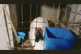 如何给兔子人工授精？视频封面