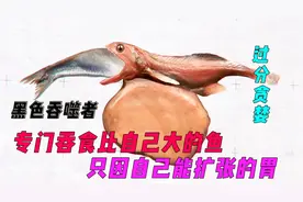 因贪婪被发现的海洋新鱼类，专门吞食比自己大的鱼，胃可自由扩张视频封面