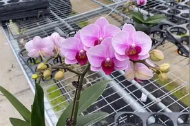 1.7寸，3寸，3.5寸宝贝开花对比