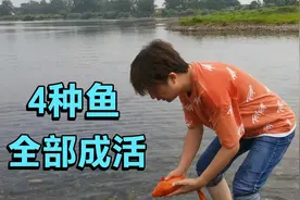买4种鱼去河里放生，花了上百元，全都成活，回向给大家平安顺利视频封面