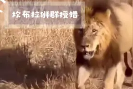 伯明翰雄狮一起巡逻领地，坎布拉狮群捕猎野牛，场面壮观！