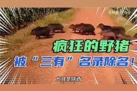 疯狂的野猪，被“三有”动物名录除名，野猪不再为国家保护动物了