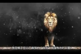 周公解梦之梦见狮子视频封面