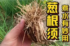 “葱根须”是个宝，放到锅里用水煮一煮，有这么好的用途视频封面