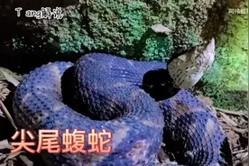尖尾蝮蛇俗称五步蛇视频封面