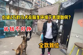 农村小伙训狗6个多月，大哥2万买走，这狗训练的真好！视频封面