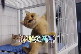 同样都是11色的金渐层价值却不一样？绿眼的金渐层你们会喜欢吗？