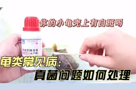 【真菌问题】你的小龟壳上有白斑吗？真菌or水碱问题如何处理？视频封面