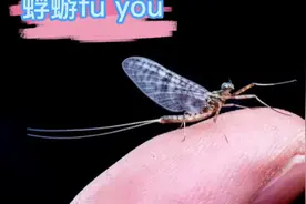 蜉蝣（fú yóu），俗名叫“一夜老”