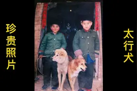 从一张珍贵的老照片，来认识纯正的太行犬，也就是太行山大笨狗