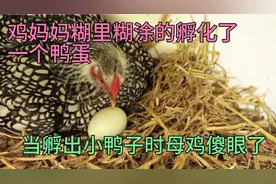 一只母鸡把一枚鸭蛋孵化了出来，居然把小鸭子当成了自己的孩子！