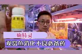 观赏鱼肠炎及消化不良必备药痢特灵，分享一下使用方法和注意事项视频封面