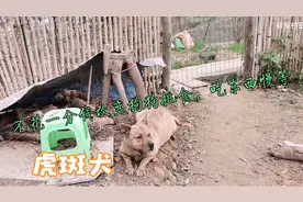 不花一分钱改变狗狗挑食，吃东西慢等问题