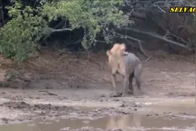 狮子被毒蛇咬伤，中毒后全身开始抽搐，雄狮也没能逃过视频封面