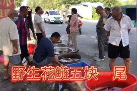 安徽阜阳泉河闸口鱼市，野生白鲢10块钱三斤，野生大板鲫七块一斤视频封面