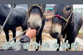 东北三头大骡分别五万七万八万，驴骡和马骡标志性区别原来在嘴上