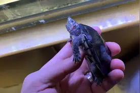 养龟路上无时无刻都可能挂龟，比如交配的时候……