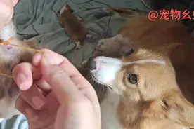 柯基结尾最好在一个星期前，然后给你们看看柯基如何断尾，