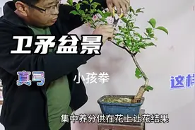 卫矛树开花也漂亮，日本称为真弓盆景，有人叫小孩拳，修剪更美观视频封面