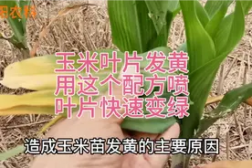 雨后玉米苗发黄不长，用这个配方打两遍，玉米黝黑发亮蹭蹭长