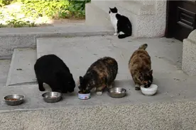 大学校园里的流浪猫们，被学生戏称为“猪们”，是有原因的