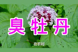 农村常见的臭牡丹，又称臭枫草，用它煮水却有你想不到的价值