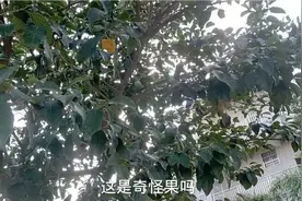 第一次见这么奇怪的果子，种在广东别墅附近，难道是好东西吗视频封面