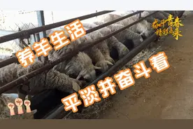 养羊生活，平淡并奋斗着，世界上最幸福的事就是看羊吃草