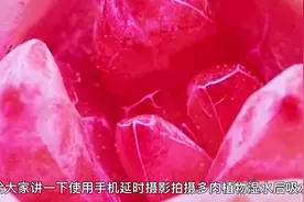 严重缺水多肉的吸水过程，巧用延时摄影捕捉多肉的神奇变化！视频封面