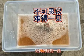 酸泡海螺壳，让海螺壳变得更加干净鲜艳。