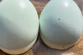 大嘴赶海发现好多大海参，还有跟手掌大的白蛋，这到底是什么蛋视频封面