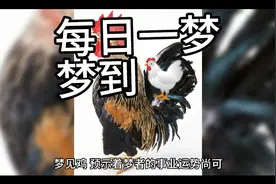 周公解梦之梦到🐔鸡视频封面