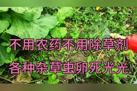 农田菜地长草别用除草剂，只需这样做，各种杂草虫卵死光光视频封面