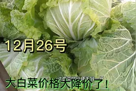 河南豫北大白菜降价太快了，实拍12月26号最新价格是多少视频封面