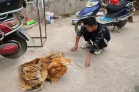 听说婆罗门鸡可以长1米多高？30斤重，来看它和普通鸡有啥区别?