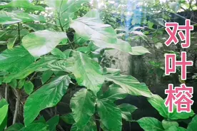 农村常见的“对叶榕”草药是个宝，它能解决小孩的晚上难题