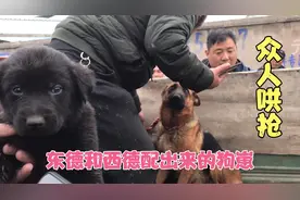 实拍狗市：大哥带来东德和西德串出来的狗崽，众人哄抢，你会要吗