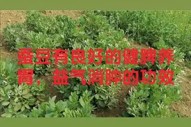 蚕豆有良好的健脾养胃，益气消肿的功效