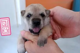 刚出生15天的小奶狗，憨憨萌萌的太可爱了