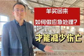 外地买羊到家后这样做，可降低应激反应，大大减少伤亡视频封面