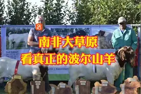 兄弟们一起去南非大草原了，看看真正的波尔山羊长什么样？开眼了