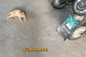 发现学校流浪猫的聚集地，随便喂一喂他们。求大家点赞强烈推荐呀