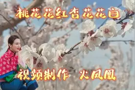 女歌手郭涛一首陕西民歌（桃花花红 杏花花白）特别好听视频封面