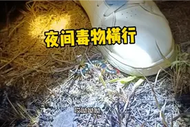 遍地蜈蚣，体验浙江当地人夜入千元生活，是否一晚能抓500条蜈蚣?视频封面